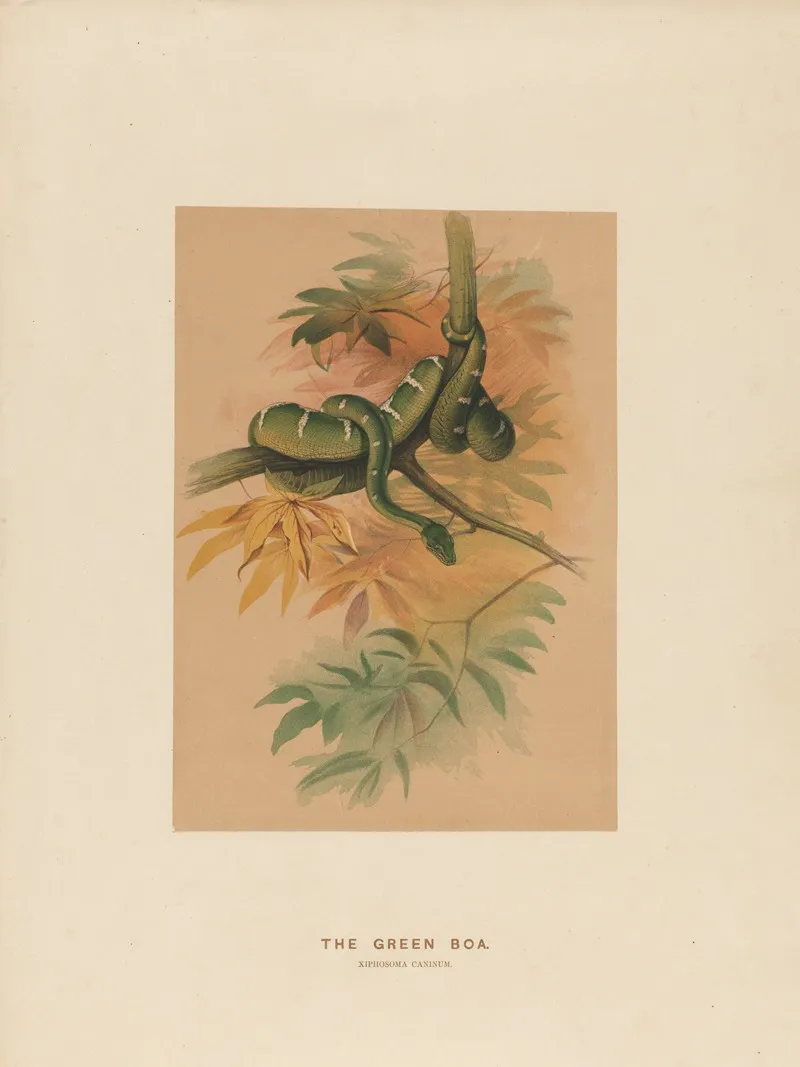 The Green Boa 2 Wall Art by Joseph Wolf - High-Resolution Digital Print
