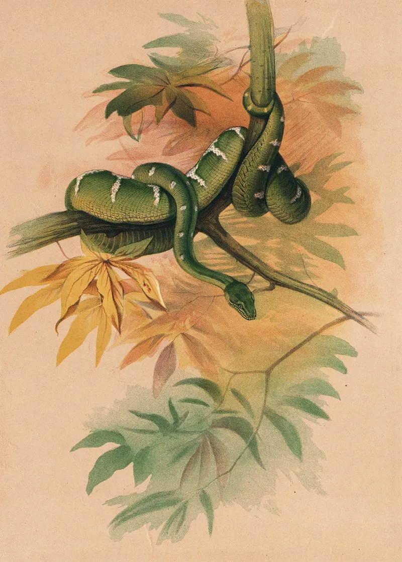 The Green Boa Wall Art by Joseph Wolf - High-Resolution Digital Print