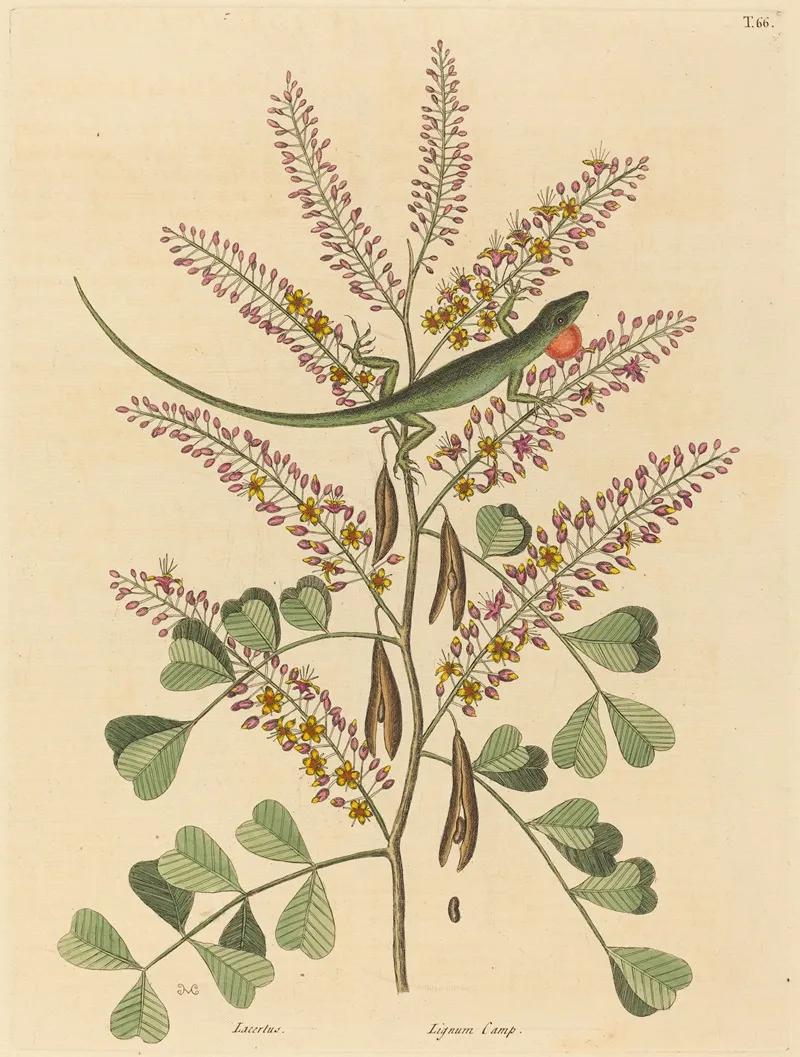 The Green Lizard Of Jamaica Lacerta Bullaris Wall Art by Mark Catesby - High-Resolution Digital Print