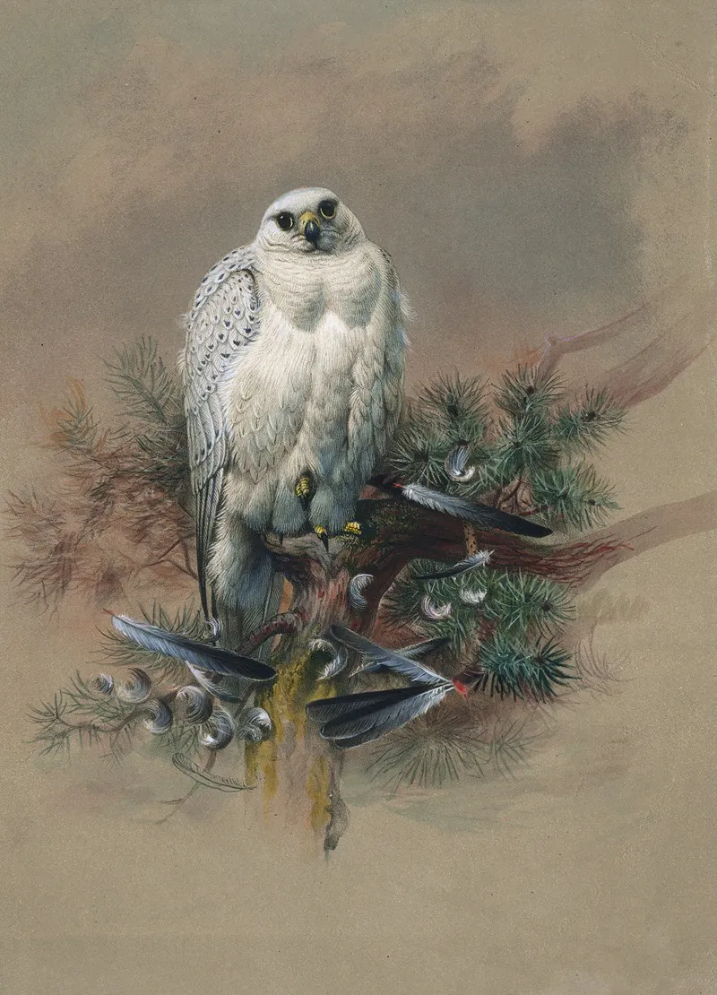 The Greenland Falcon Wall Art by Joseph Wolf - High-Resolution Digital Print