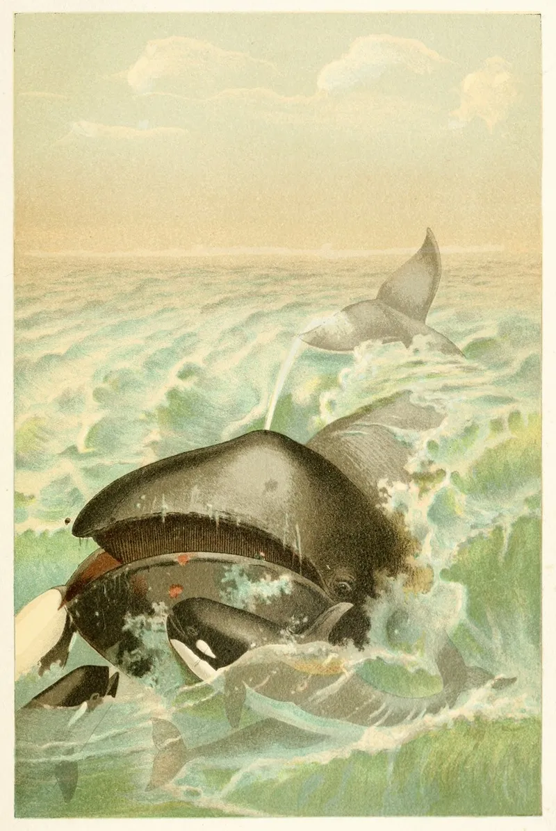 The Greenland Whale Wall Art by Anonymous - High-Resolution Digital Print