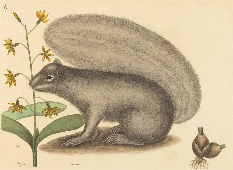 The Grey Fox Squirrel Sciurus Cinereus Wall Art by Mark Catesby - High-Resolution Digital Print