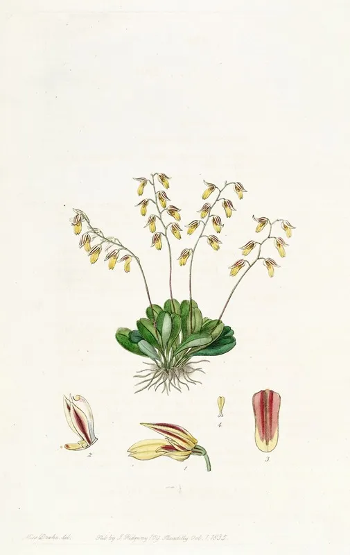 The Groby Pleurothallis Wall Art by Sydenham Edwards - High-Resolution Digital Print