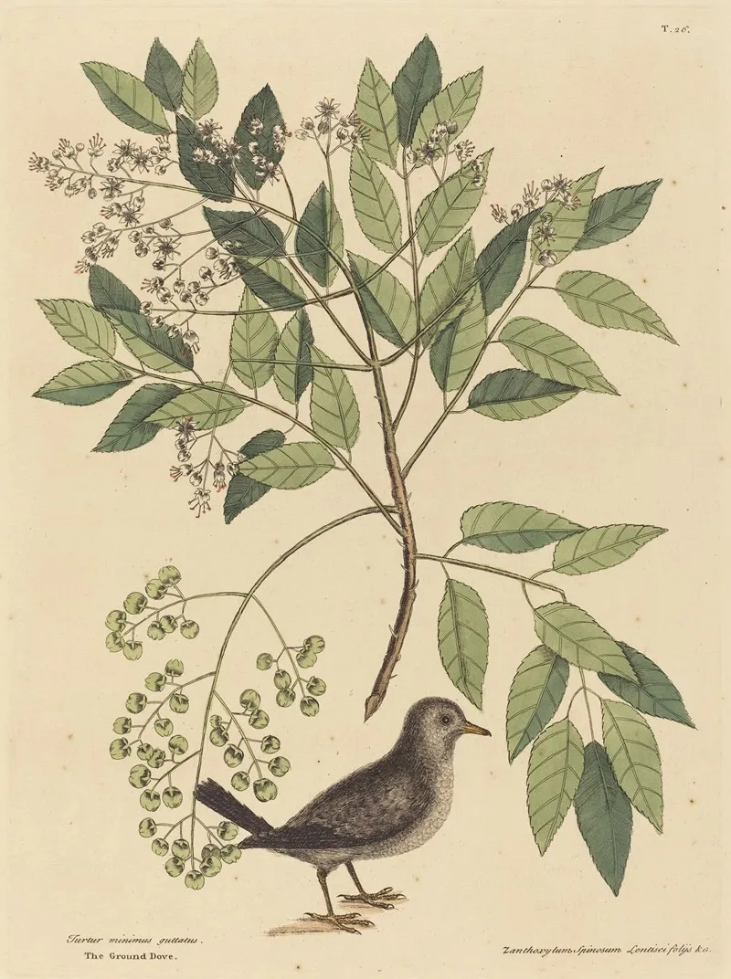 The Ground Dove Columba Passerina Wall Art by Mark Catesby - High-Resolution Digital Print