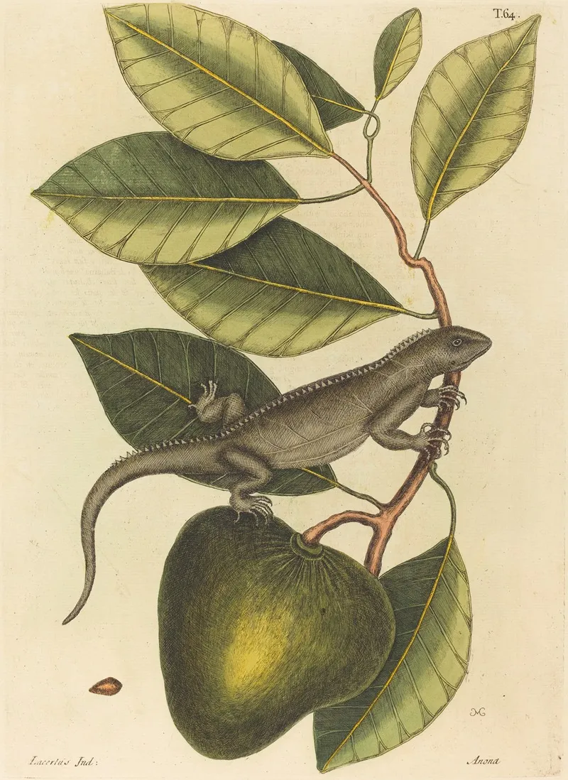 The Guana Lacerta Iguana Wall Art by Mark Catesby - High-Resolution Digital Print