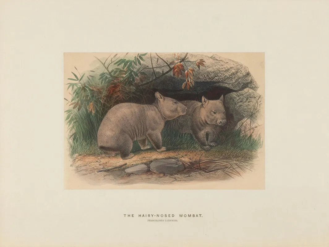 The Hairy Nosed Wombat 2 Wall Art by Joseph Wolf - High-Resolution Digital Print