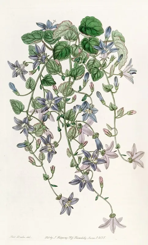 The Harebell Of St Angelo Wall Art by Sydenham Edwards - High-Resolution Digital Print