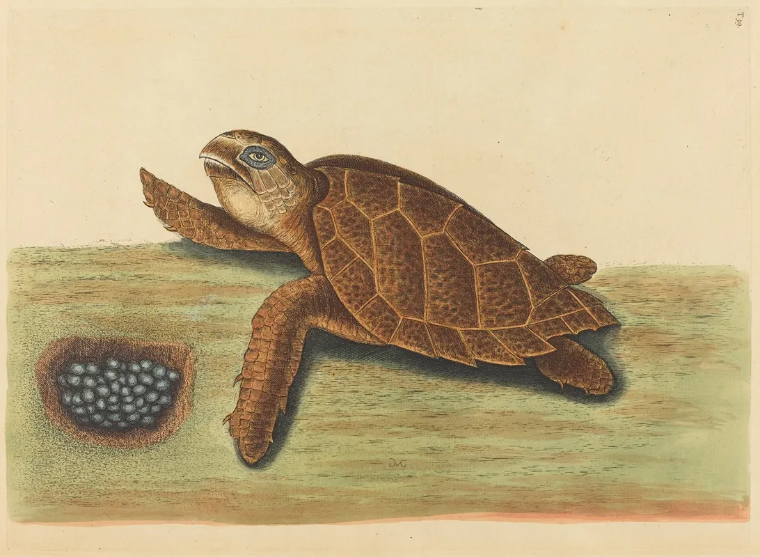 The Hawks Bill Turtle Testudo Caretta Wall Art by Mark Catesby - High-Resolution Digital Print