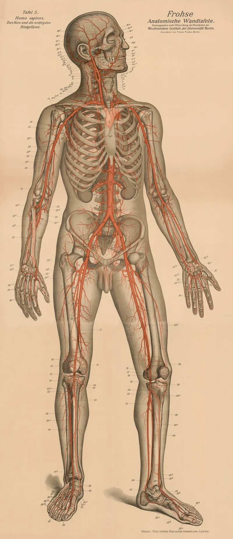 The Heart And The Main Blood Vessels Wall Art by Franz Frohse - High-Resolution Digital Print