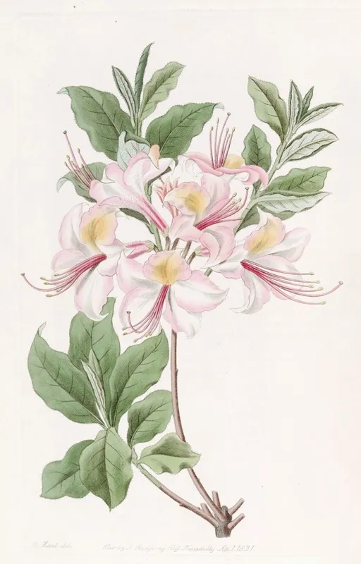 The Highclere Blush Azalea Wall Art by Sydenham Edwards - High-Resolution Digital Print