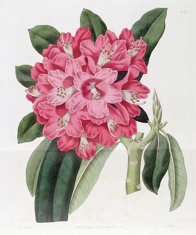 The Highclere Rhododendron Wall Art by Sydenham Edwards - High-Resolution Digital Print