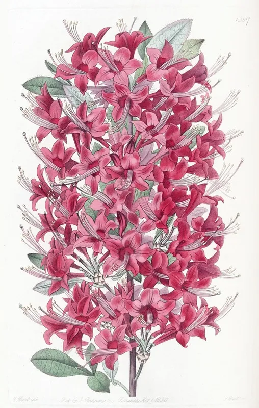 The Highclere Scarlet Azalea Wall Art by Sydenham Edwards - High-Resolution Digital Print