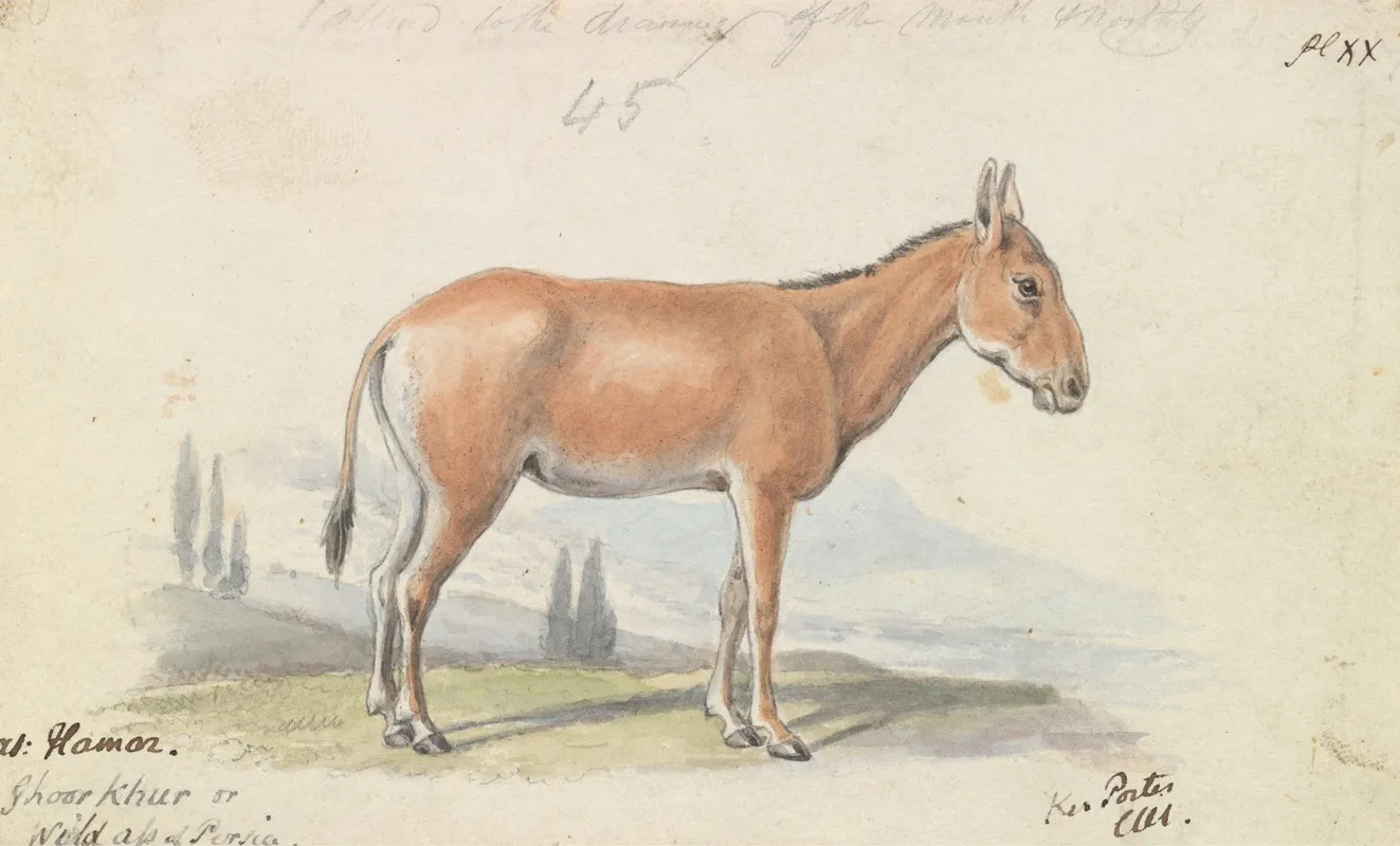 The Hlymar Or Hamur Persian Wild Ass