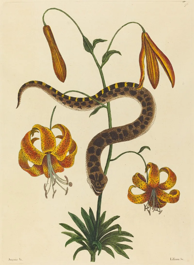 The Hog Nose Snake Boa Contortrix Wall Art by Mark Catesby - High-Resolution Digital Print