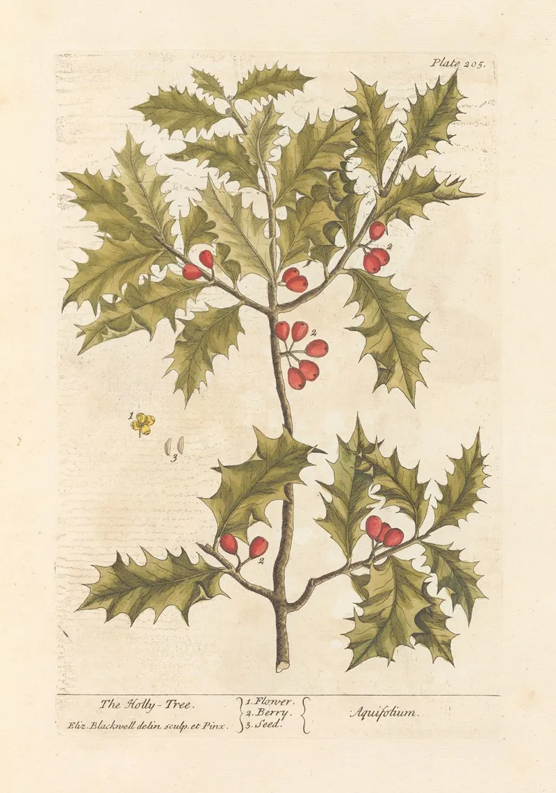 The Holly Tree Wall Art by Elizabeth Blackwell - High-Resolution Digital Print