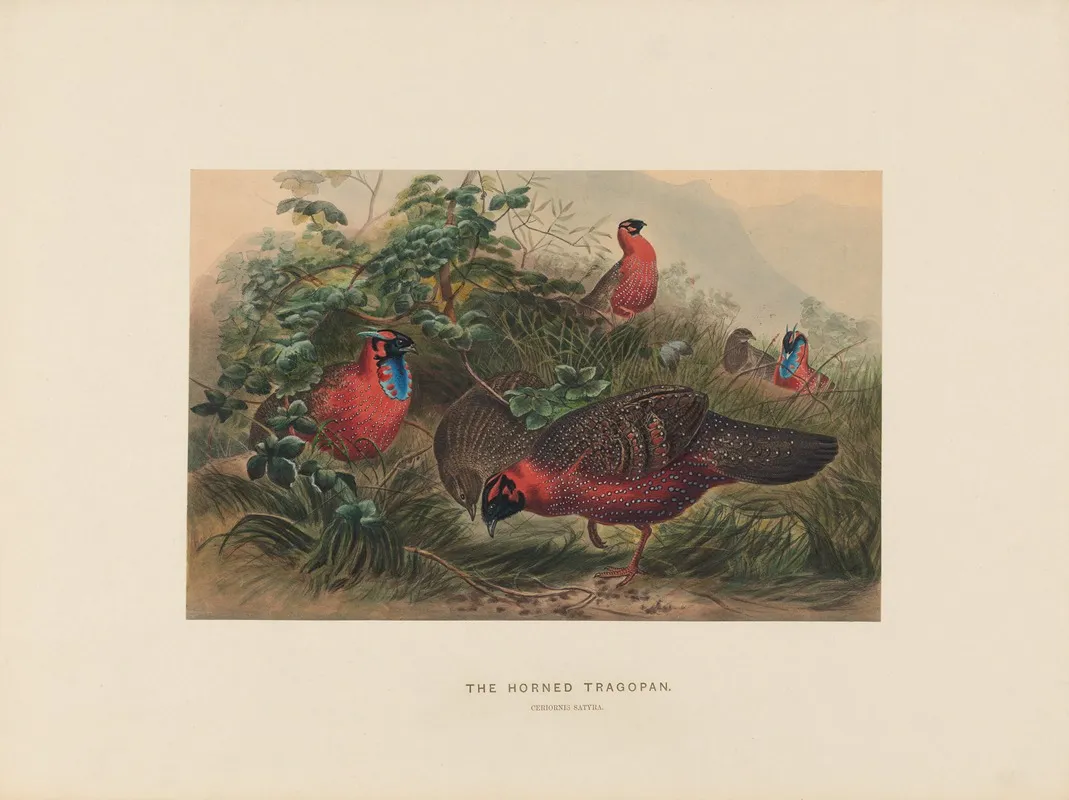 The Horned Tragopan 2 Wall Art by Joseph Wolf - High-Resolution Digital Print