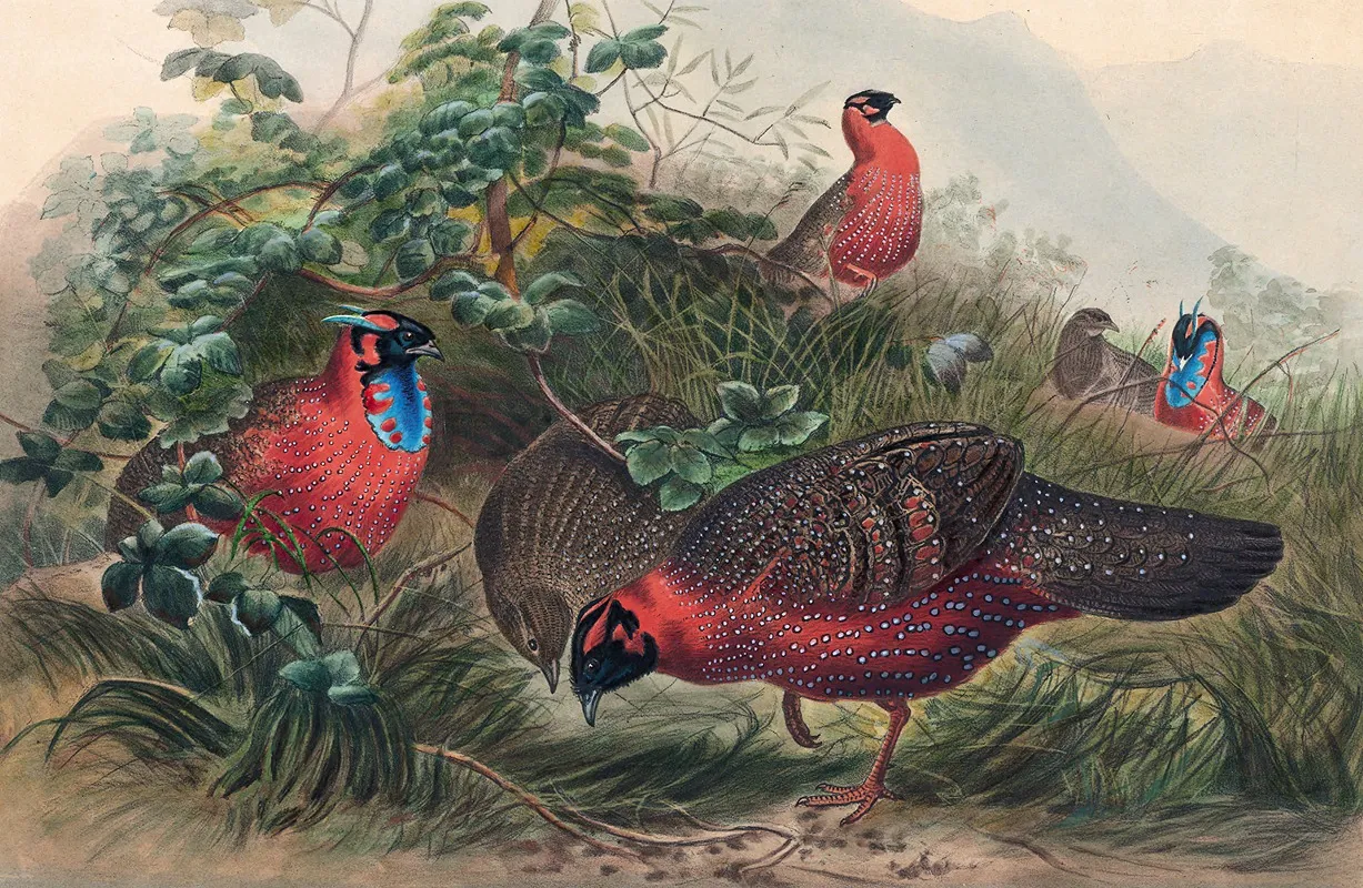 The Horned Tragopan Wall Art by Joseph Wolf - High-Resolution Digital Print