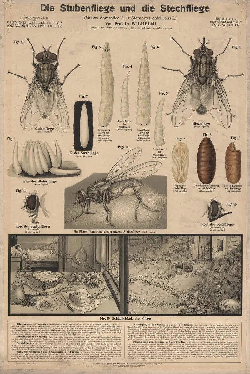 The Housefly And The Horsefly Musca Domestica L And Stomoxys Calcitrans L Wall Art by Dr. Wilhelmi - High-Resolution Digital Print