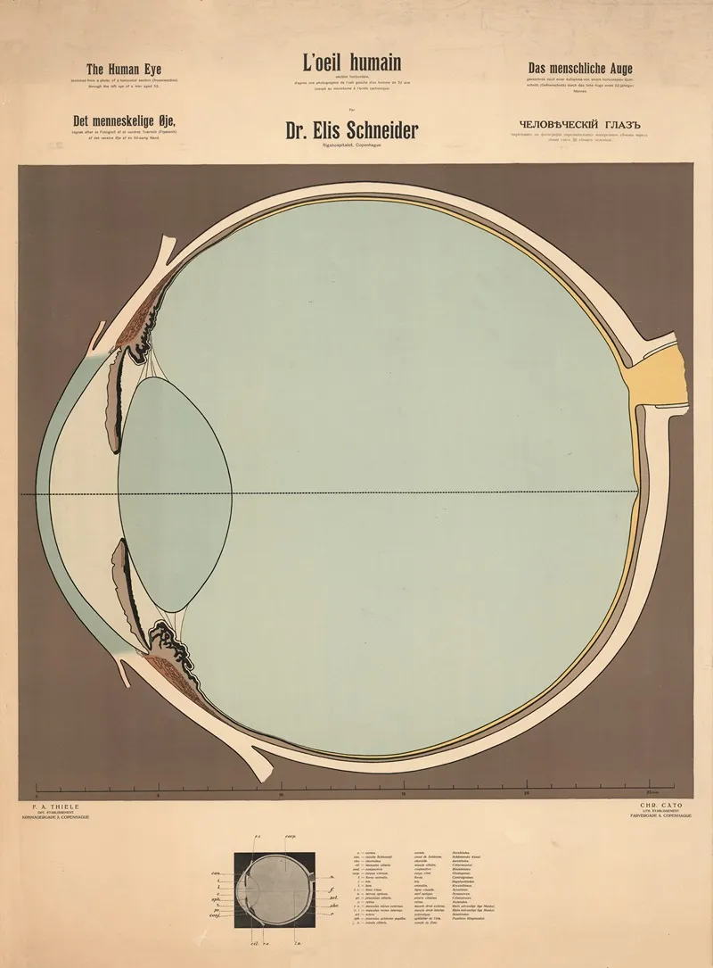The Human Eye Wall Art by Elis Schneider - High-Resolution Digital Print
