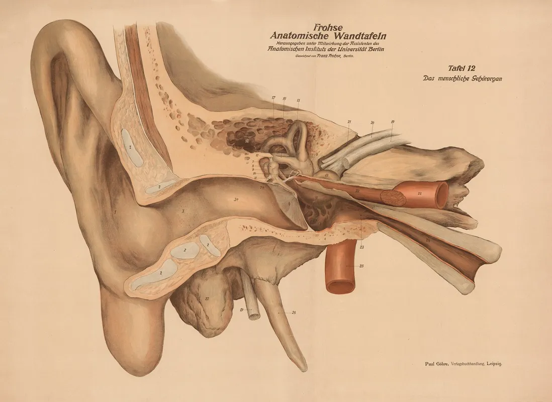 The Human Hearing Organ Wall Art by Franz Frohse - High-Resolution Digital Print