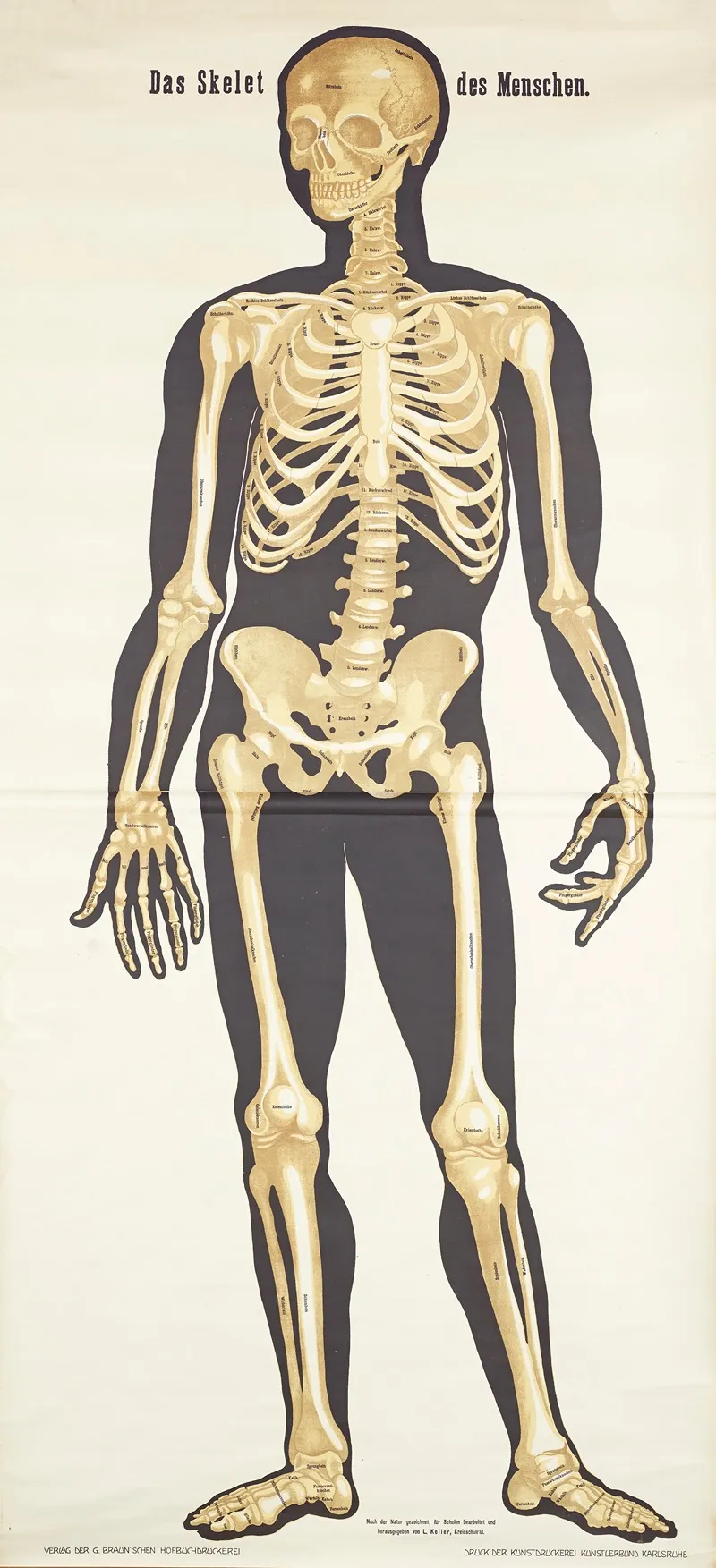 The Human Skeleton Wall Art by L. Keller - High-Resolution Digital Print