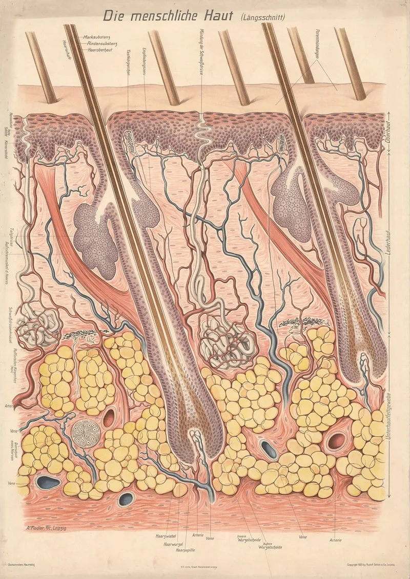 The Human Skin