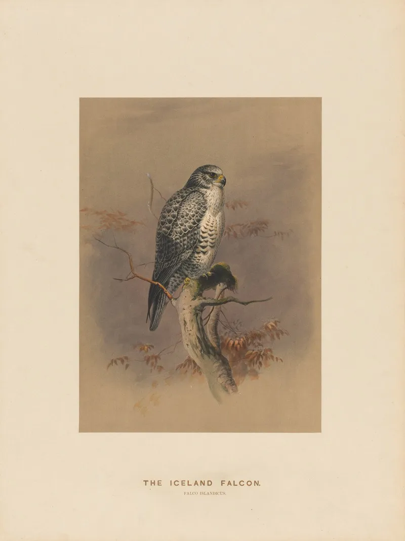 The Iceland Falcon 2 Wall Art by Joseph Wolf - High-Resolution Digital Print