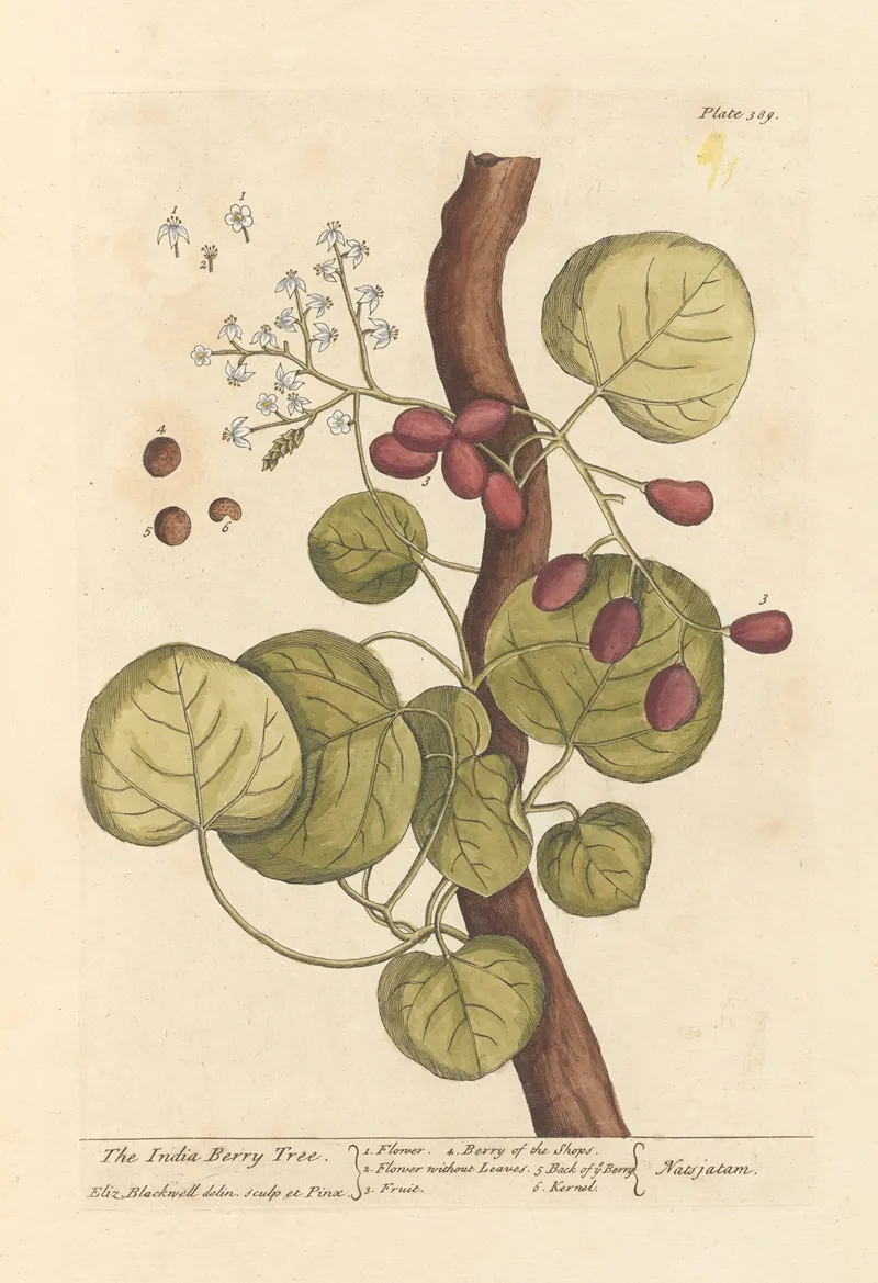 The India Berry Tree Wall Art by Elizabeth Blackwell - High-Resolution Digital Print