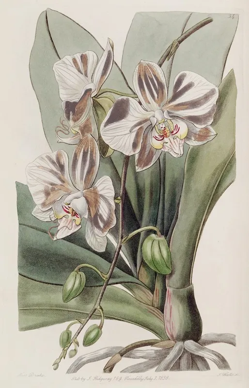 The Indian Butterfly Plant Wall Art by Sydenham Edwards - High-Resolution Digital Print