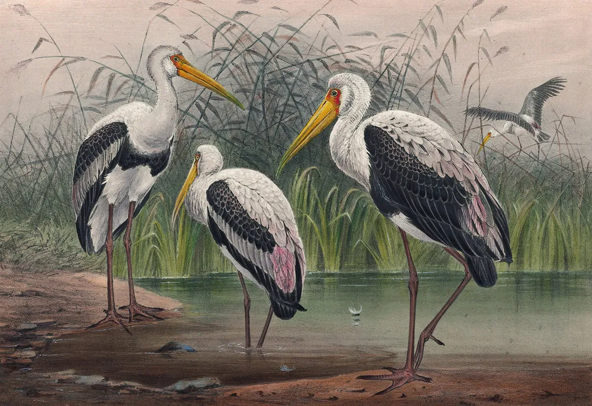 The Indian Wood Ibis Wall Art by Joseph Wolf - High-Resolution Digital Print