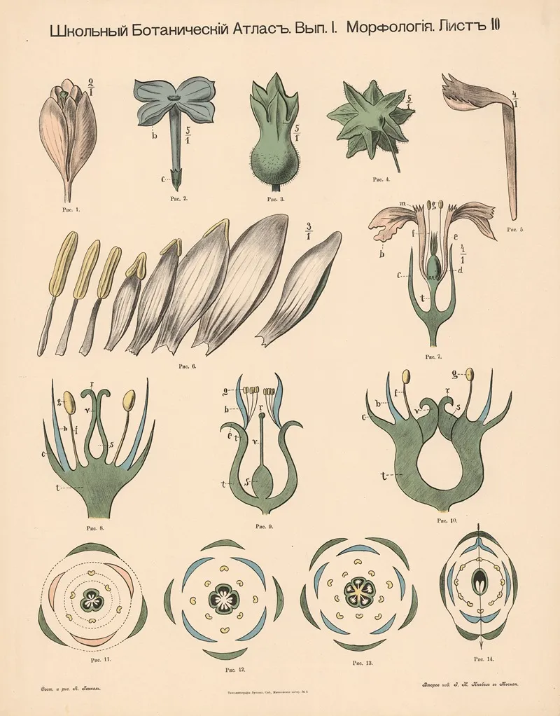 The Inside Of The Flower Wall Art by Alexander-Paul Henckel - High-Resolution Digital Print