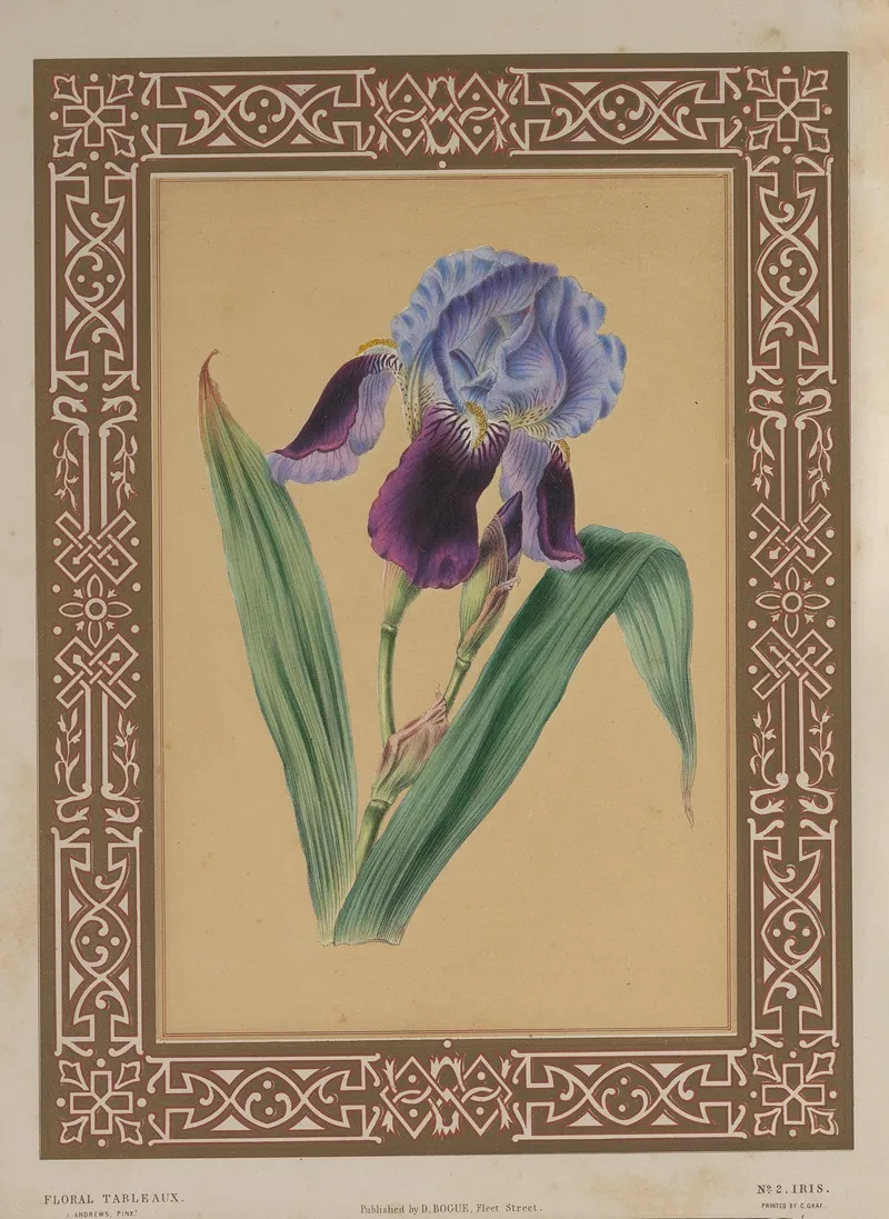 The Iris 3 Wall Art by James Andrews - High-Resolution Digital Print