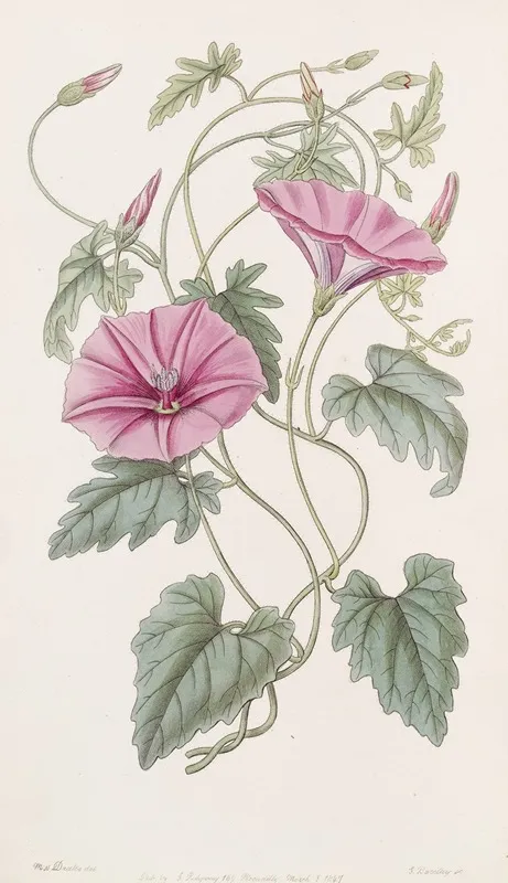 The Italian Bindweed Wall Art by Sydenham Edwards - High-Resolution Digital Print
