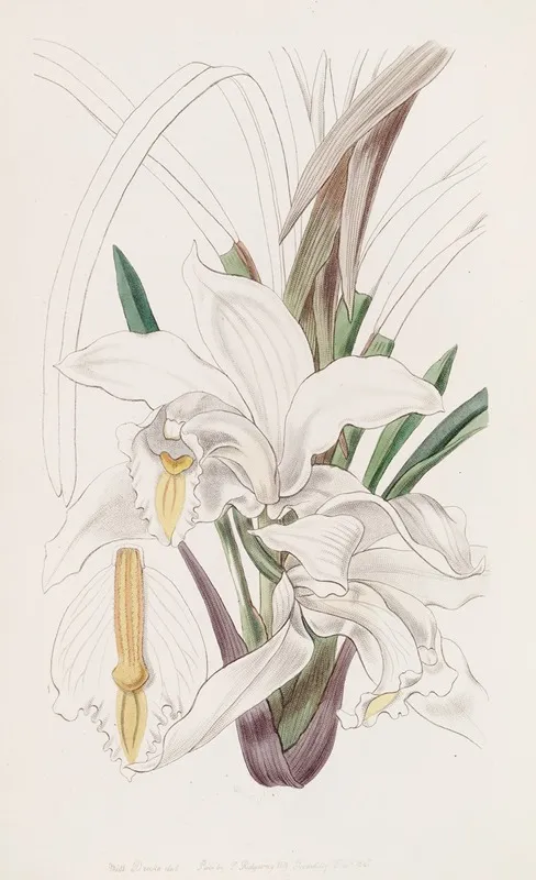 The Ivory Cymbid Wall Art by Sydenham Edwards - High-Resolution Digital Print