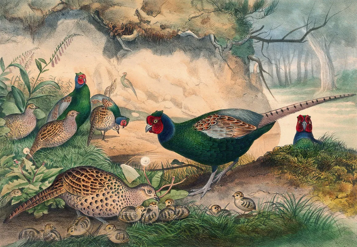 The Japan Pheasant Wall Art by Joseph Wolf - High-Resolution Digital Print