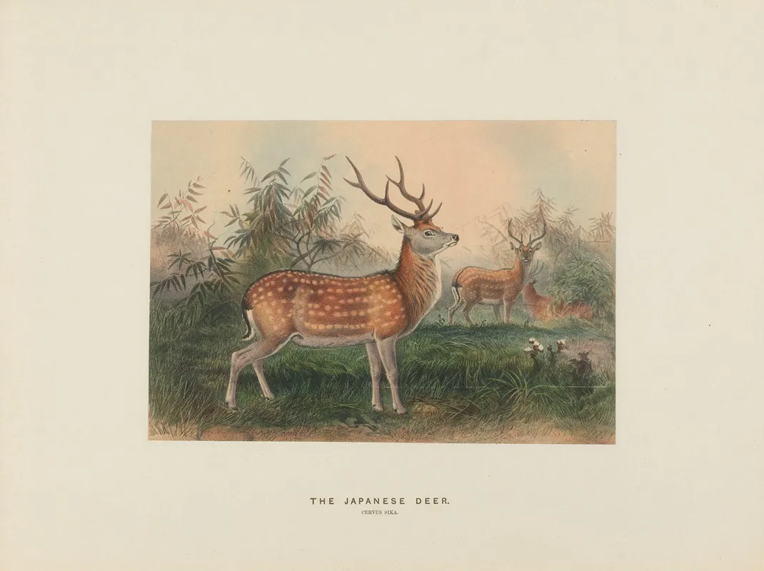 The Japanese Deer 2 Wall Art by Joseph Wolf - High-Resolution Digital Print