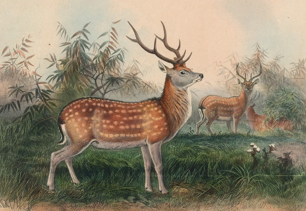 The Japanese Deer Wall Art by Joseph Wolf - High-Resolution Digital Print