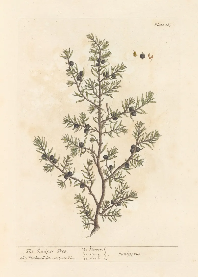 The Juniper Tree Wall Art by Elizabeth Blackwell - High-Resolution Digital Print