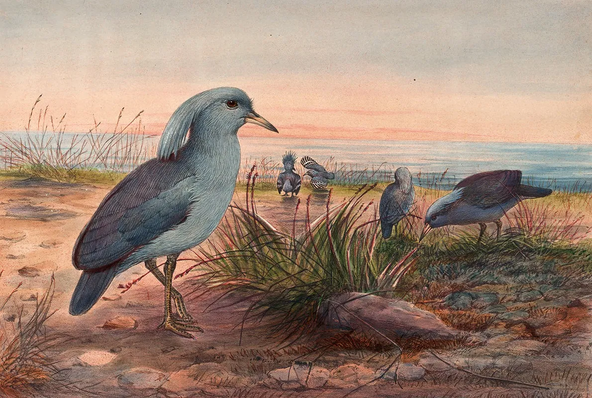 The Kagu Wall Art by Joseph Wolf - High-Resolution Digital Print