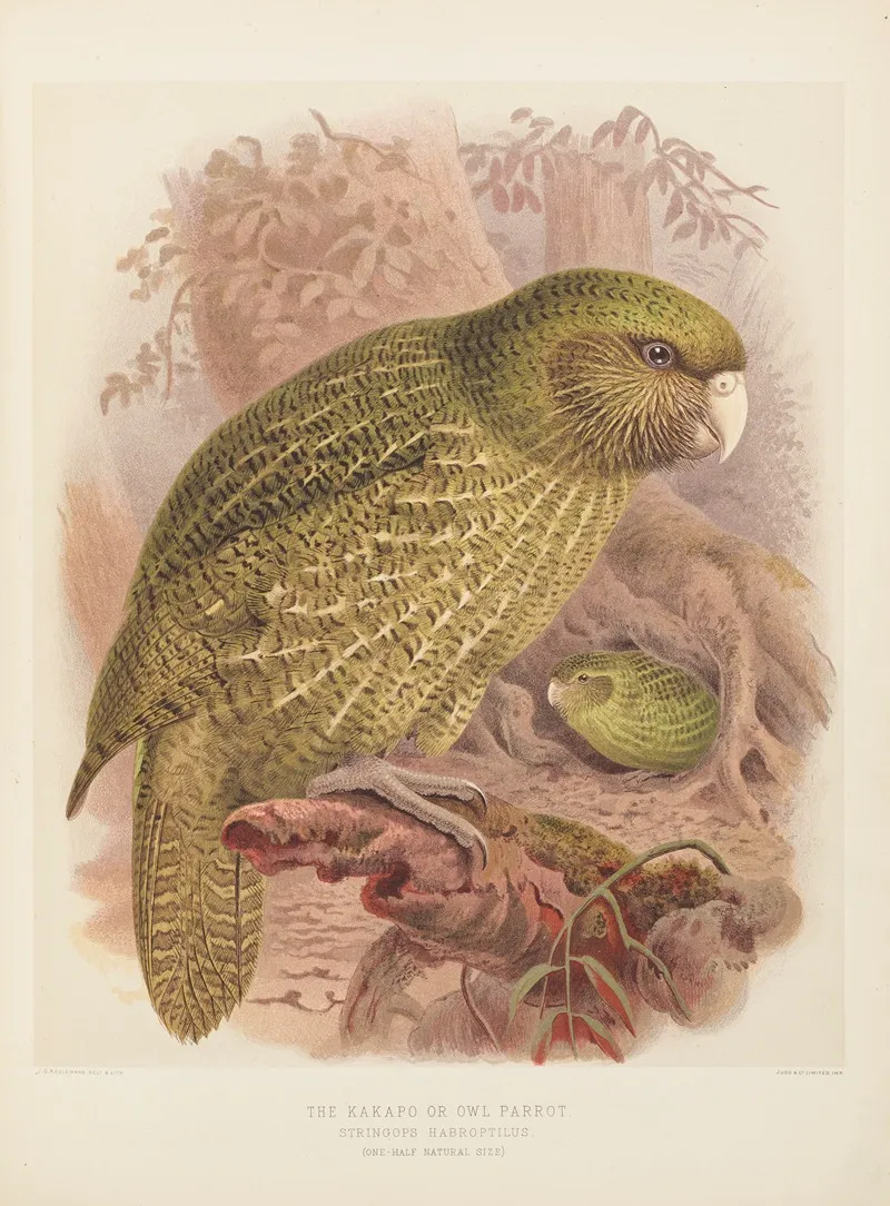 The Kakapo Or Owl Parrot Stringops Habroptilus Wall Art by John Gerrard Keulemans - High-Resolution Digital Print