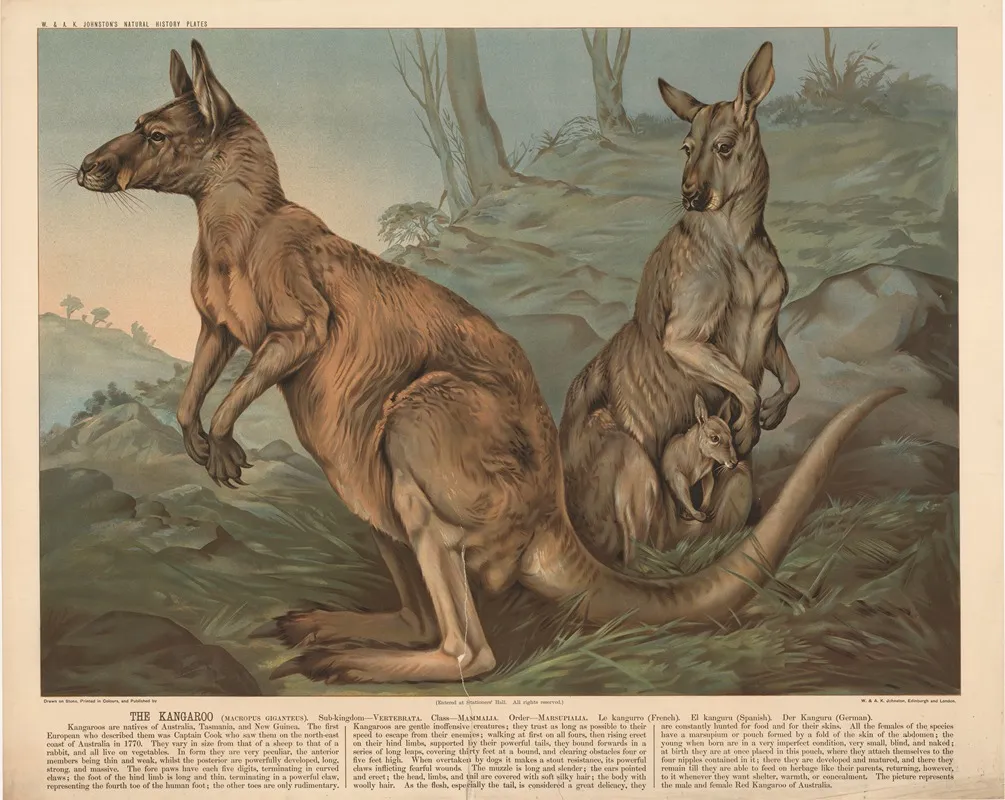 The Kangaroo