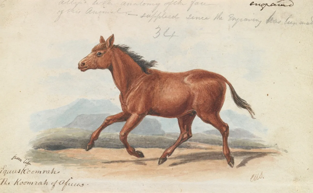 The Koomrah Horse