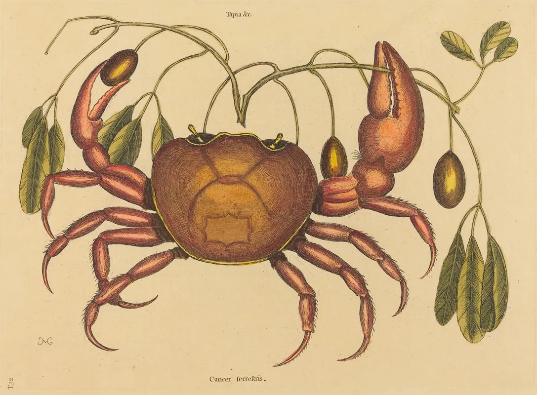 The Land Crab Cancer Ruricola Wall Art by Mark Catesby - High-Resolution Digital Print