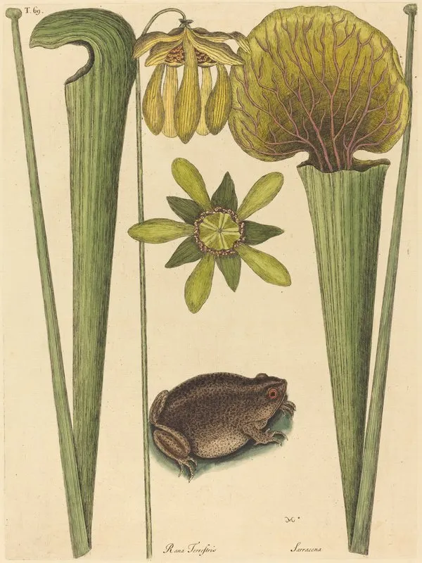 The Land Frog Rana Wall Art by Mark Catesby - High-Resolution Digital Print
