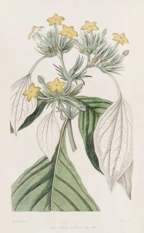 The Large Leaved Mussaenda Wall Art by Sydenham Edwards - High-Resolution Digital Print