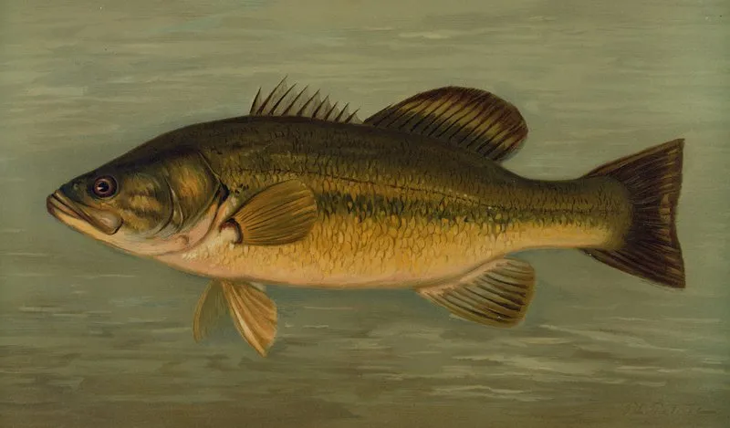 The Large Mouthed Black Bass Micropterus Salmoides Wall Art by John L. Petrie - High-Resolution Digital Print