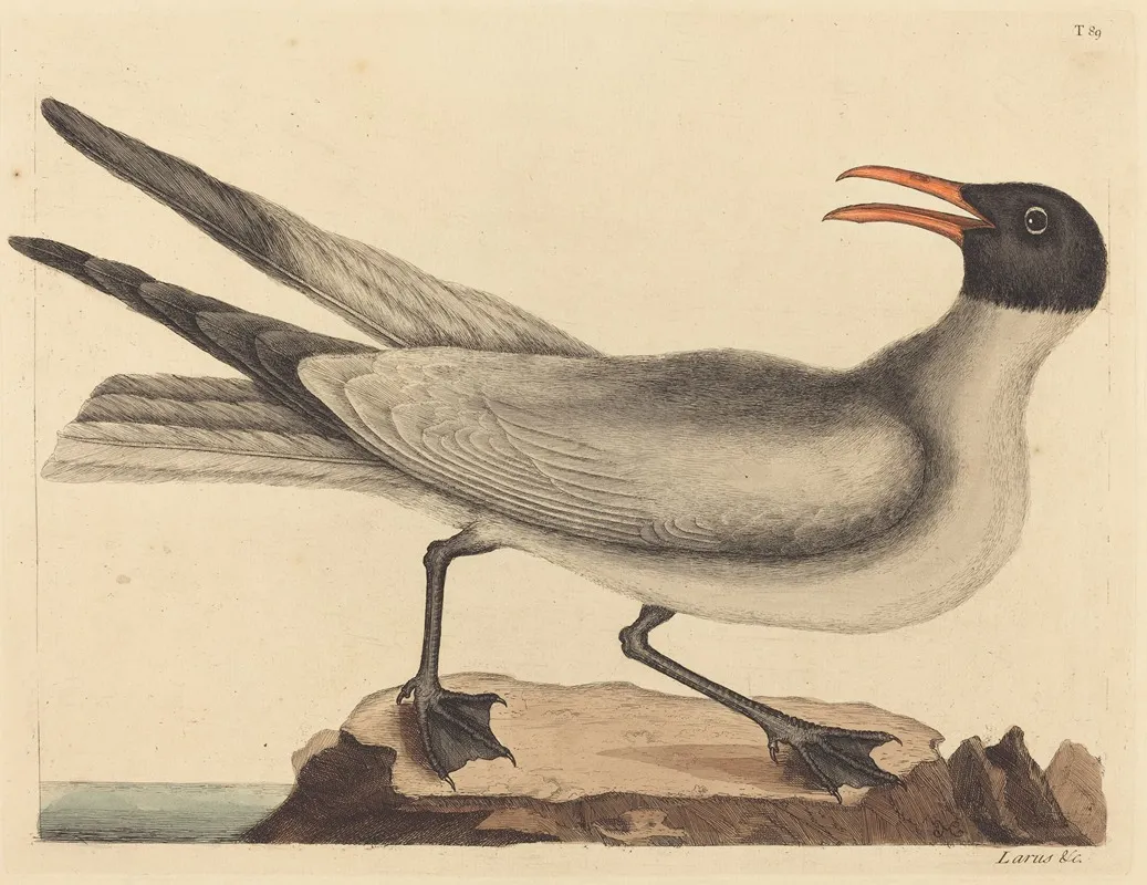 The Laughing Gull Larus Articilla Wall Art by Mark Catesby - High-Resolution Digital Print