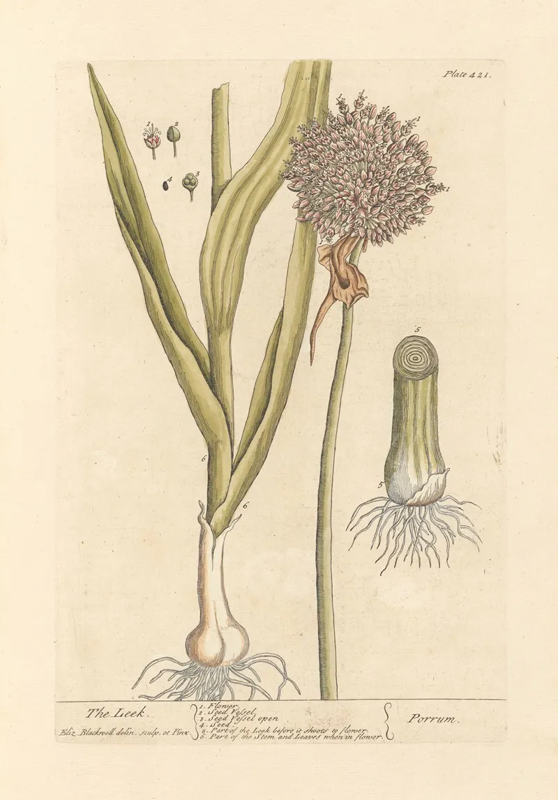 The Leek Wall Art by Elizabeth Blackwell - High-Resolution Digital Print