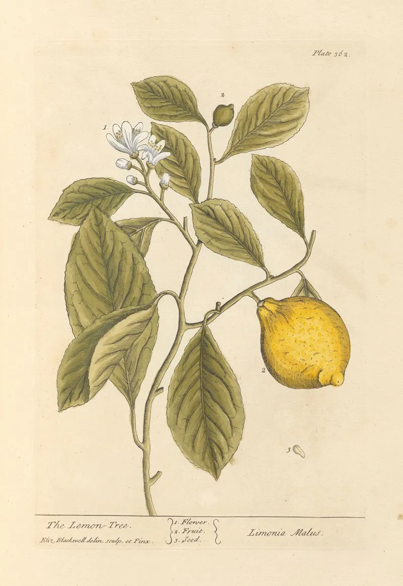 The Lemon Tree Wall Art by Elizabeth Blackwell - High-Resolution Digital Print