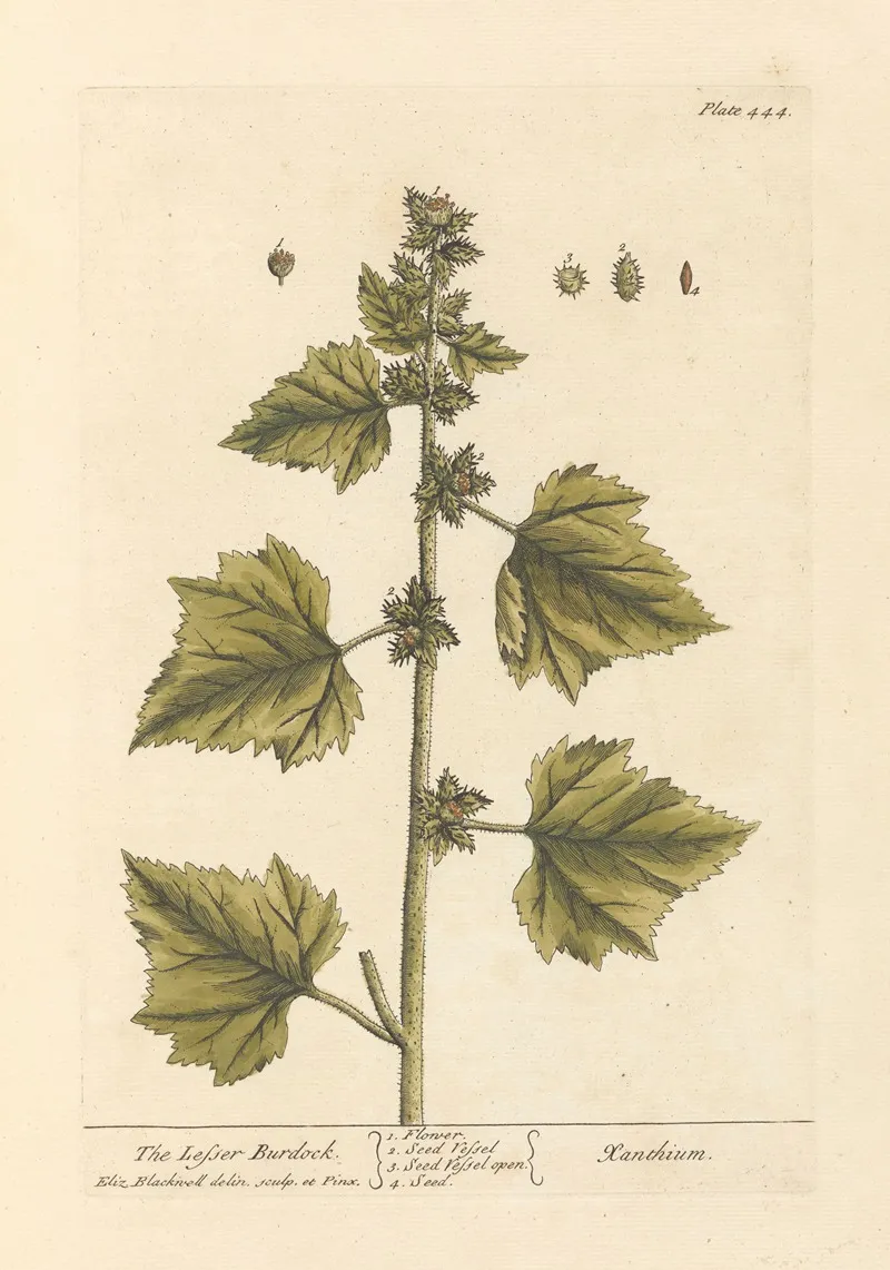 The Lesser Burdock Wall Art by Elizabeth Blackwell - High-Resolution Digital Print